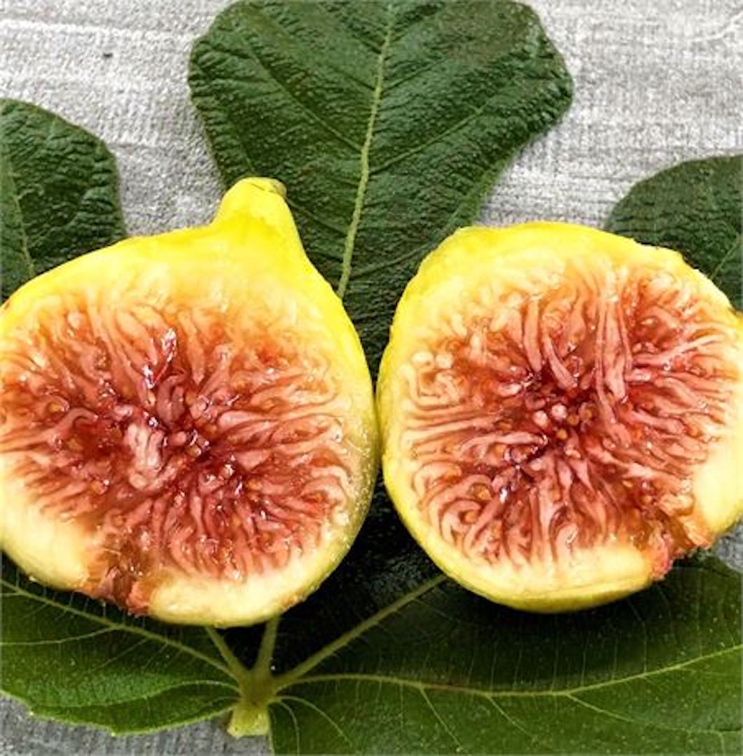 Harvest Figs
